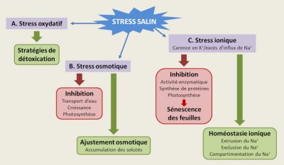 sol salin - stress salin - plantes halophiles - equilibre osmotique - homeostasie ionique