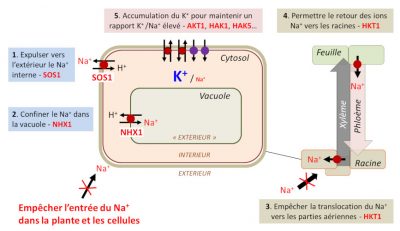 homeostasie ionique - stress salin plantes