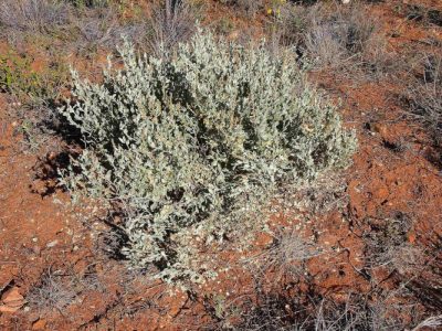 Atriplex vesicaria