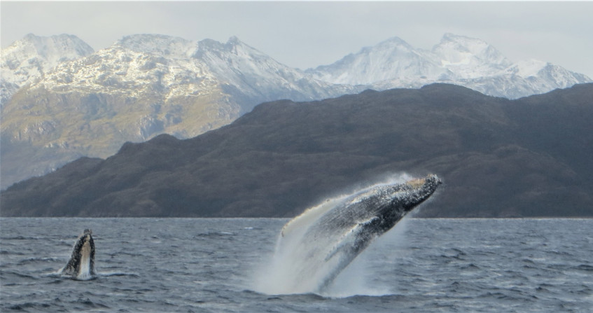 PDF) AQUATIC MAMMALS BIOACOUSTICS IN LATIN AMERICA: PAST, PRESENT