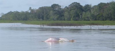 环境百科全书-聆听鲸目动物的声音-亚马逊河粉红海豚