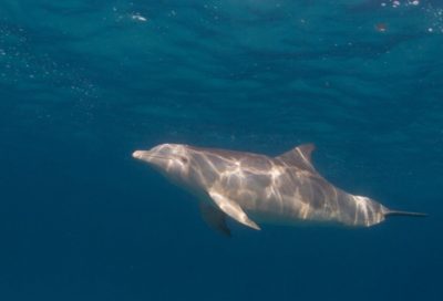 环境百科全书-聆听鲸目动物的声音-宽吻海豚