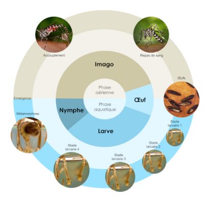 moustique tigre - cycle vie moustique tigre