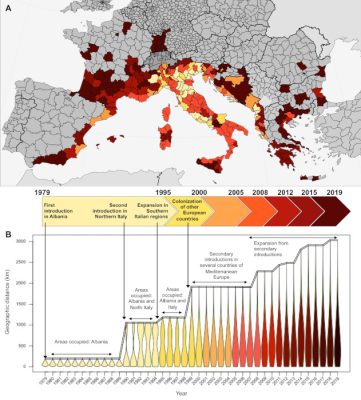 环境百科全书-为什么虎蚊有如此强的入侵性-欧洲虎蚊的空间扩张