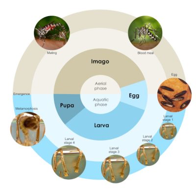 环境百科全书-为什么虎蚊有如此强的入侵性-虎蚊的生活史