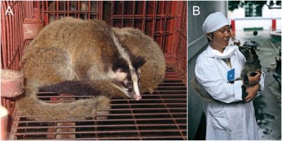环境百科全书-蝙蝠和冠状病毒-养殖场中的果子狸
