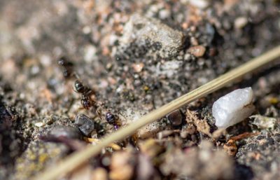 环境百科全书-蚂蚁：指示全球变化影响的哨兵-黑褐毛山蚁在人类栖息地的踪迹