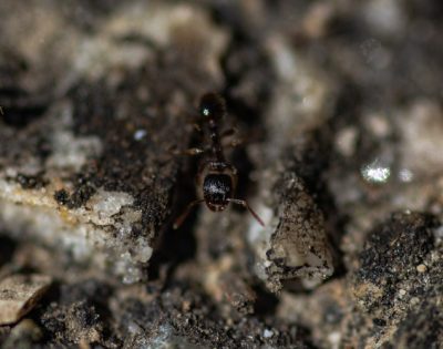 环境百科全书-蚂蚁：指示全球变化影响的哨兵-铺道蚁
