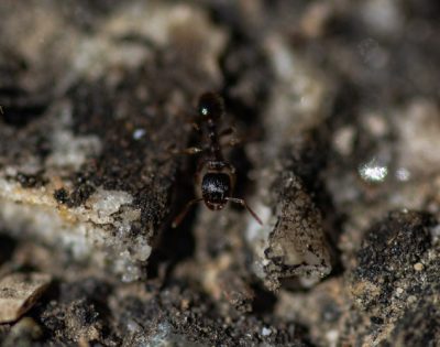 ant - Tetramorium immigrans