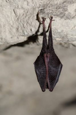 环境百科全书-蝙蝠-睡眠中的伊氏菊头蝠