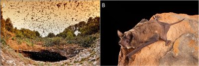 环境百科全书-蝙蝠-巴西犬吻蝠