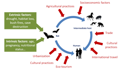 环境百科全书-蝙蝠-人畜共患病的有利因素