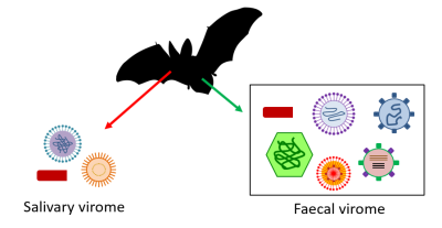 环境百科全书-蝙蝠-蝙蝠病毒分析