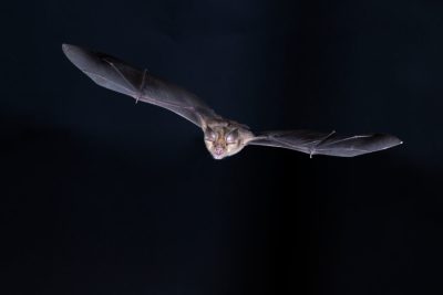 环境百科全书-蝙蝠-飞行中的马铁菊头蝠