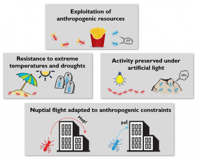 ant species maintain themselves