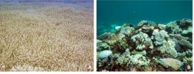 环境百科全书-生命-珊瑚