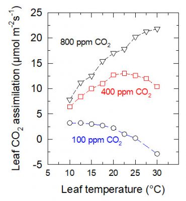 assimilation CO2 photosynthesis