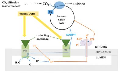 CO2 photosynthetic fixation