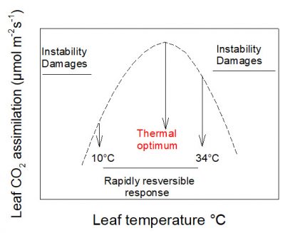 photosynthesis assimilation CO2