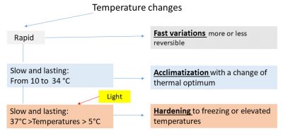 photosynthetic temperature effects