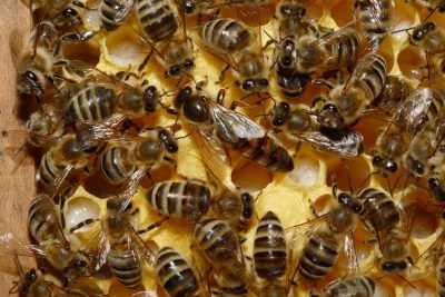 abeille stratégie démogénétique
