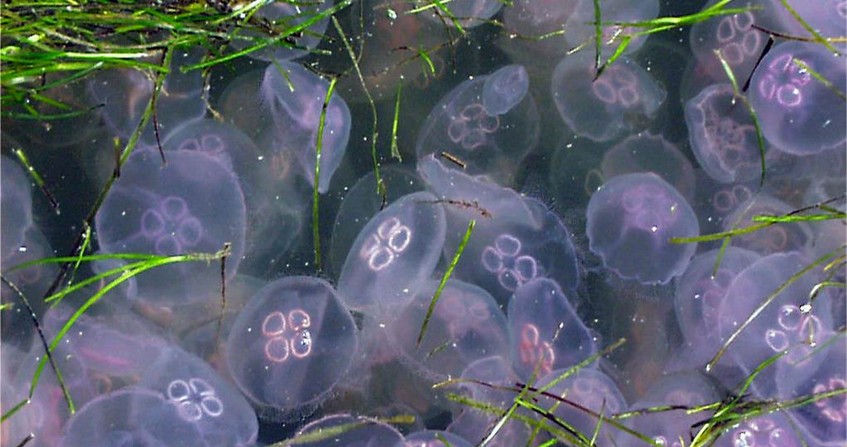 Biodiversité changement globaux