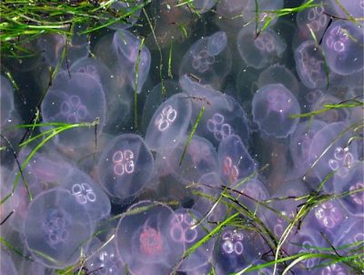 Climate change jellyfish swarm