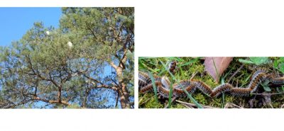 环境百科全书-生物多样性对全球变化的响应-松树列队毛虫