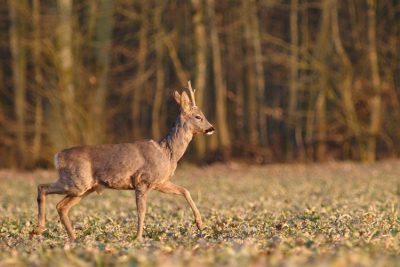 Deer biodiversity global change