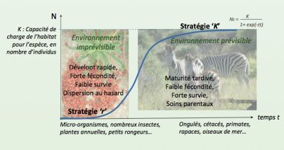 环境百科全书-生物多样性对全球变化的响应-“人口”策略r和K总结了物种的适应方法