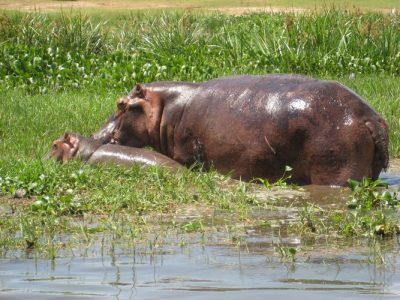 Fécondité hippopotame changements globaux