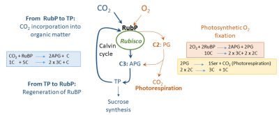 fixation CO2 O2 plant