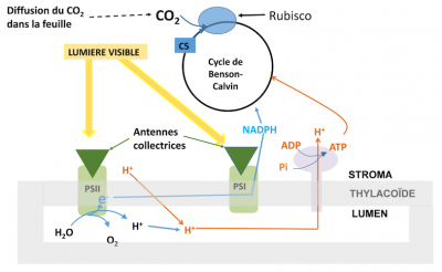 fixation photosynthétique CO2