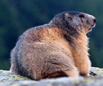 环境百科全书-生物多样性对全球变化的响应-高山土拨鼠