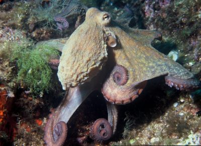 环境百科全书-生物多样性对全球变化的响应-章鱼