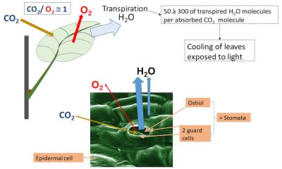 photosynthesis-CO2-absorption