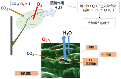 环境百科全书-光合作用-蒸腾作用