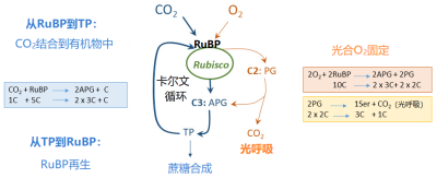 环境百科全书-光合作用-二氧化碳和氧气与RuBP结合示意图