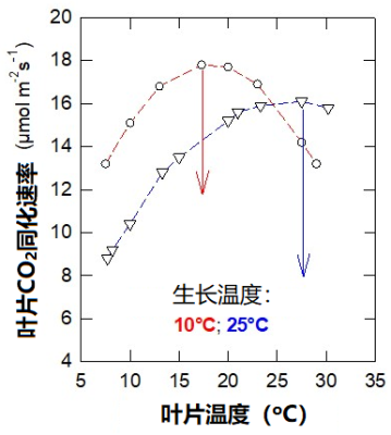 环境百科全书-光合作用-豌豆叶片二氧化碳吸收速率