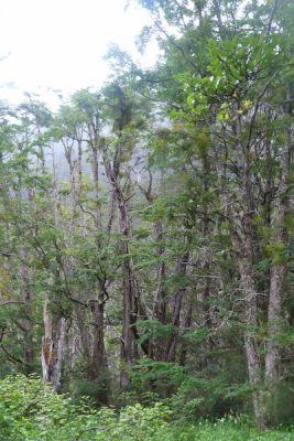 环境百科全书-光合作用-阿根廷南部的原始森林