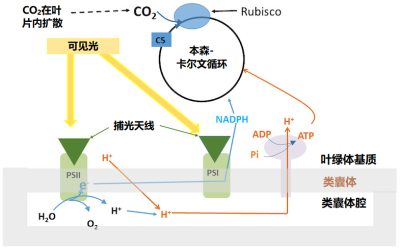 环境百科全书-光合作用-光合作用中的相互作用过程示意图