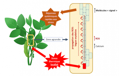 Resistance plant stress