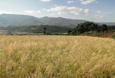 tef biodiversité pays sud