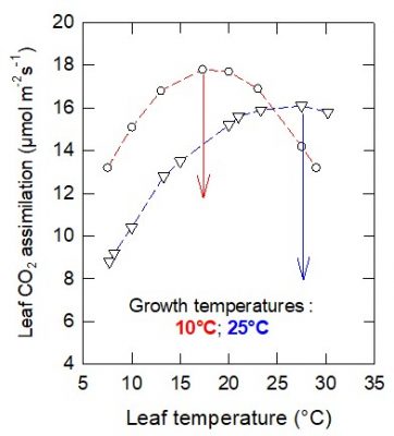 temperature photosynthesis plant