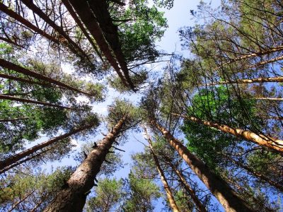 Trees draw water from the ground