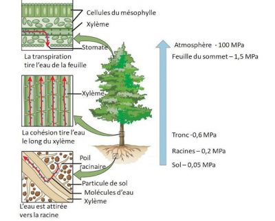 circulation eau dans arbre 