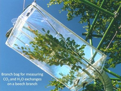 环境百科全书-植物对水孜孜不倦的追求-整枝的测量设备