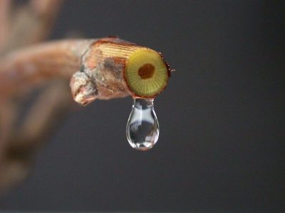 环境百科全书-植物对水孜孜不倦的追求-正萌芽的藤枝中上升的汁液，也被称为“哭泣”