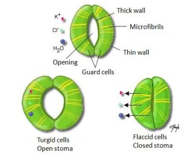 环境百科全书-植物对水孜孜不倦的追求-气孔的打开取决于保卫细胞内的水压