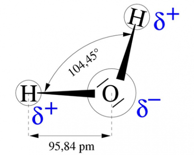 structure molecule eau plantes